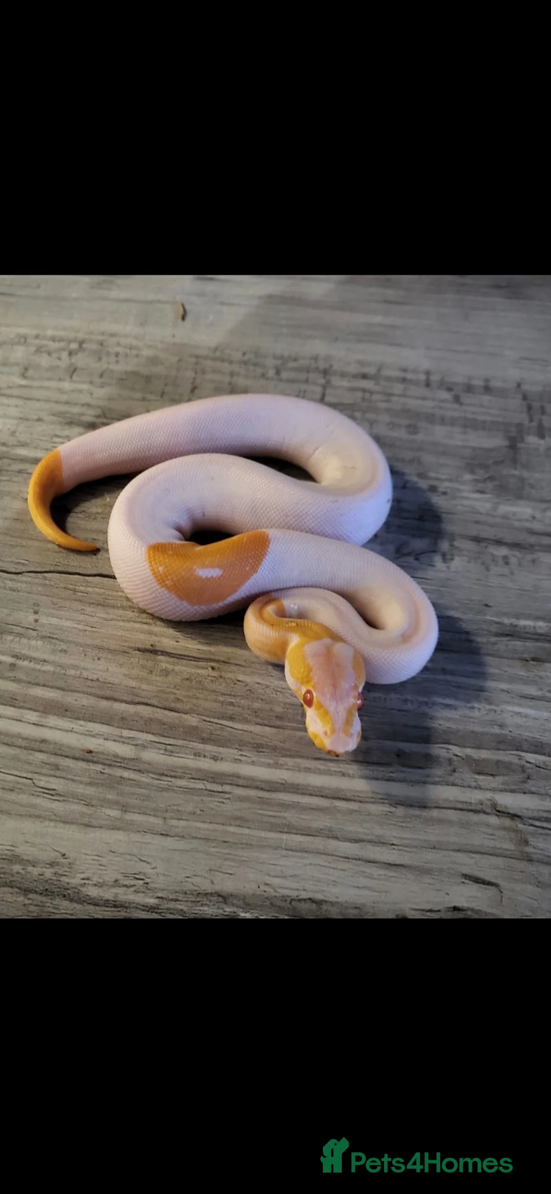 Python Snake reptiles for sale: Leopard Albino pied  in Woodbridge - Advert 1
