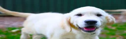 Golden Retriever dogs for sale: Purpose Bred Puppies for Assistance & Family Homes - Advert 7
