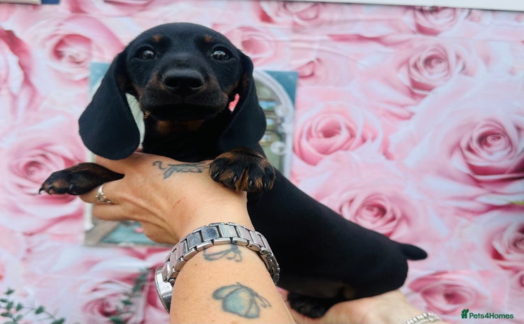 Miniature Dachshund dogs - Advert 1