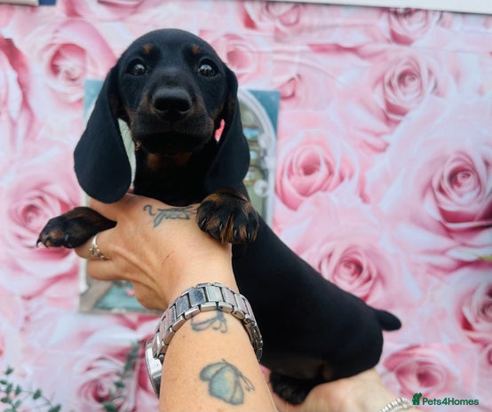 Miniature Dachshund dogs - Advert 8