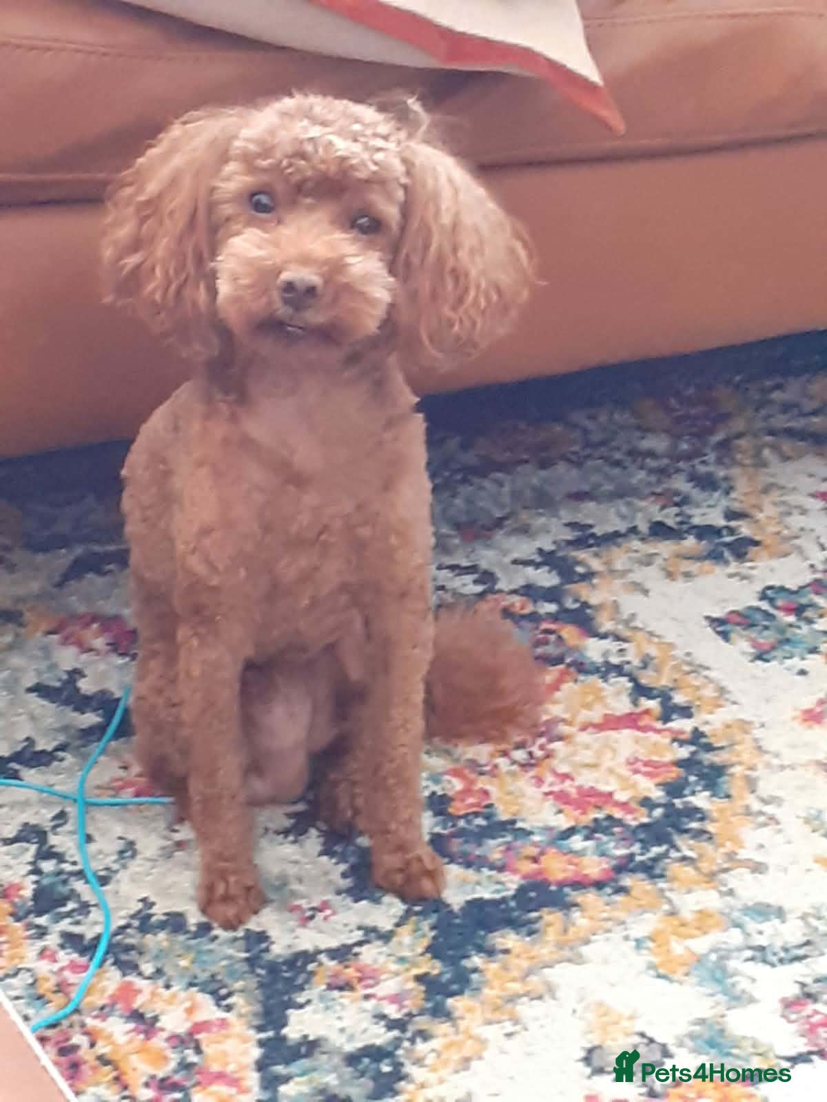 Toy Poodle dogs Stunning red poodle for stud - Advert 4
