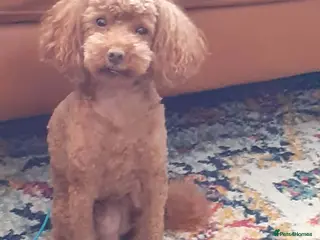 Toy Poodle dogs Stunning red poodle for stud - Advert 4