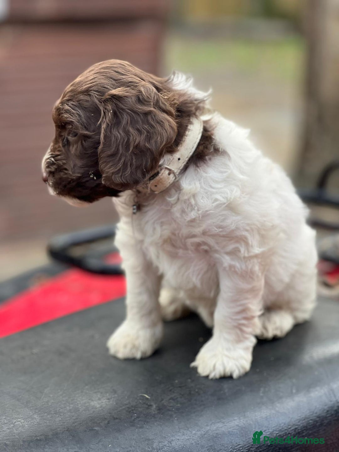 Cockapoo dogs for sale: 11 beautiful pups some very rare colours  - Image 5