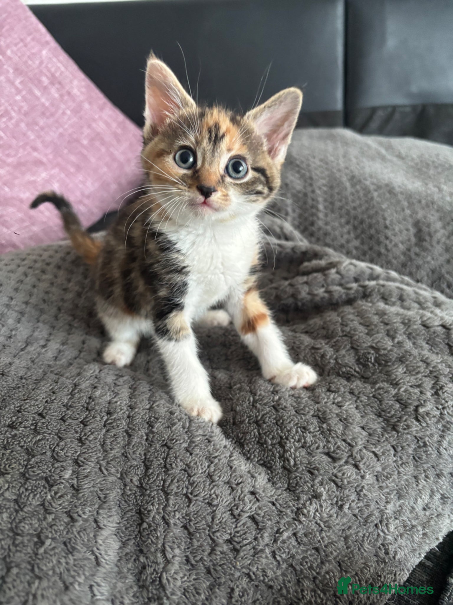 Mixed Breed cats for sale: Gorgeous female kittens - Advert 1