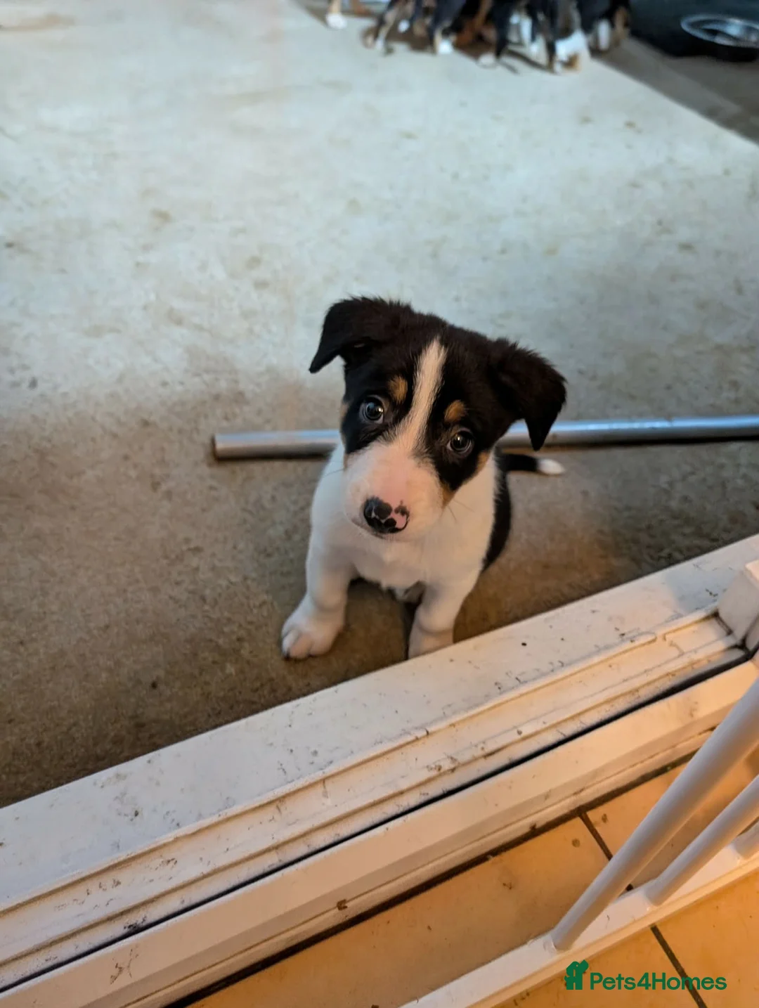 Border Collie dogs for sale: Tri colour border collie pups  - Advert 14