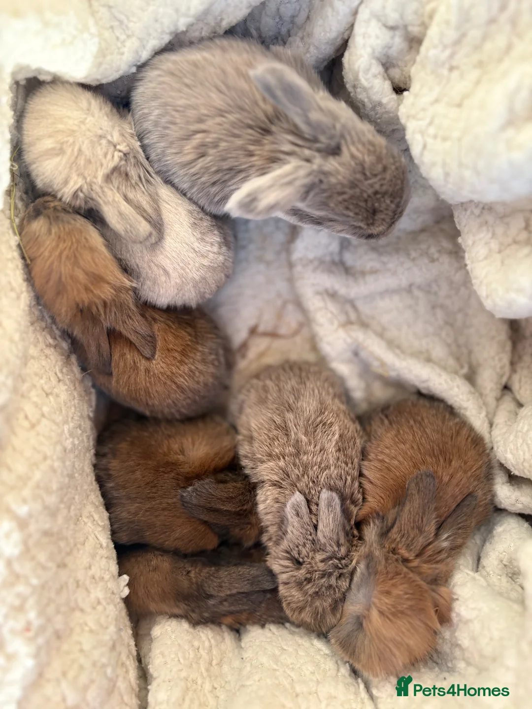 Mini Lop rabbits for sale: 5 beautiful mini lops  - Advert 2