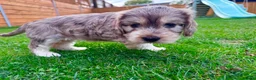 Mixed Breed dogs for sale: Beautiful Schnoodle Babies 🐾🐾🐾 - Advert 19