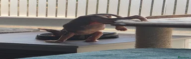 Sphynx 1