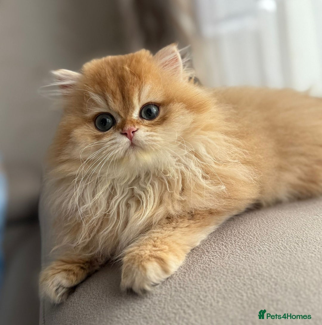 British Longhair cats for sale: Chocolate golden Chinchilla By 12 longhair - Advert 1