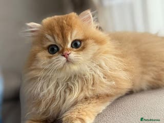 British Longhair cats Chocolate golden Chinchilla By 12 longhair - Advert 3
