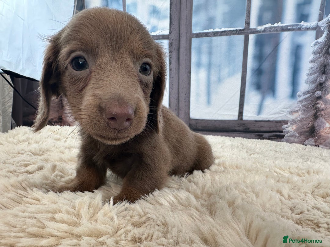 Miniature Dachshund dogs for sale: 👑 MINI LONG HAIRED DACHSHUNDS 👑 - Advert 10