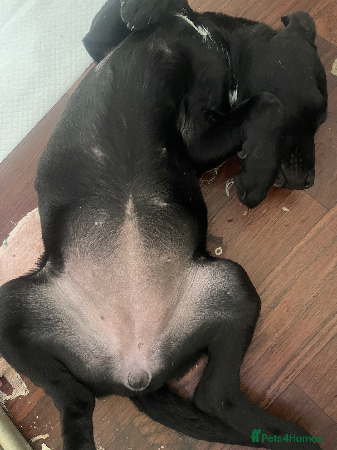 Mixed Breed dogs for sale: Delilah  - Image 4
