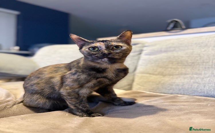 Mixed Breed cats - Advert 15