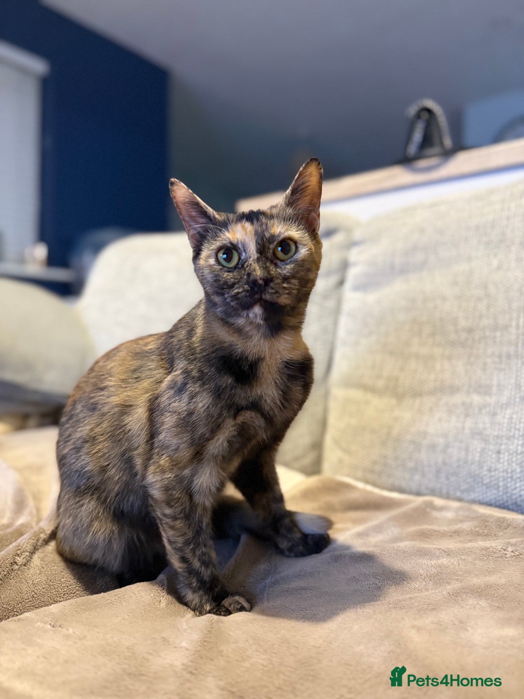 Mixed Breed cats for sale: Tortoiseshell female - Image 1