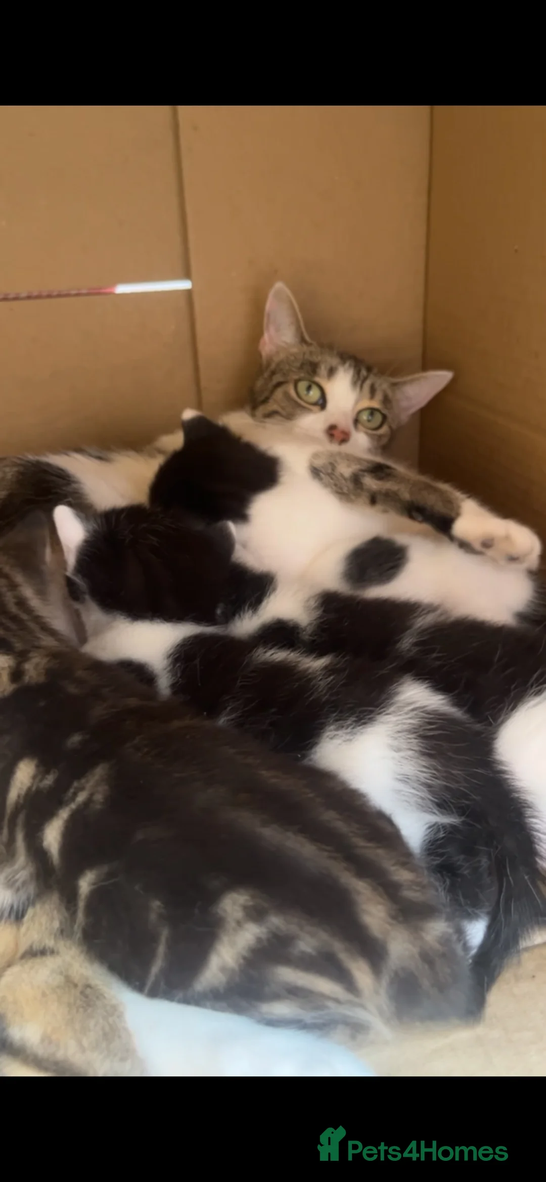 Mixed Breed cats for sale: 4 black and white kittens for sale  - Advert 2
