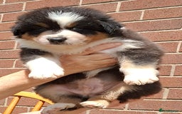 Australian Shepherd dogs for sale: Beautiful Australian Shepherd pups available  - Image 1