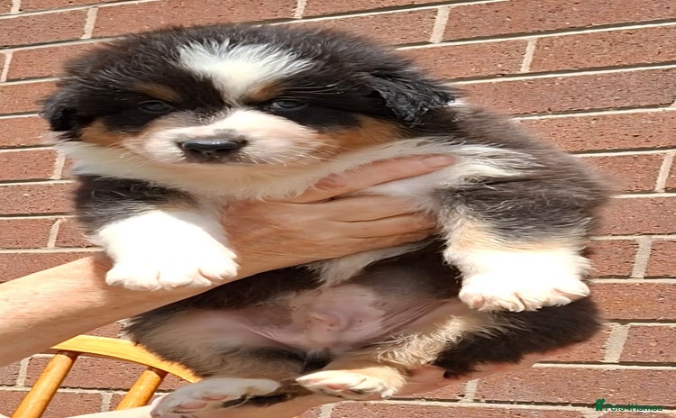Australian Shepherd dogs - Advert 1