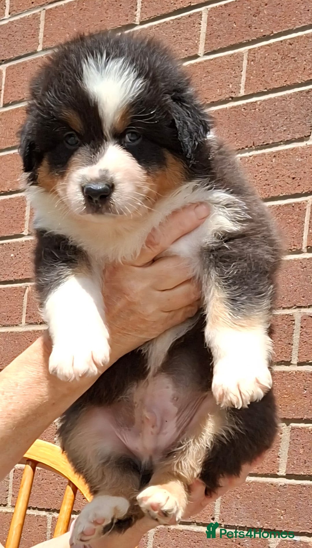 Australian Shepherd dogs for sale: Beautiful Australian Shepherd pups available  - Image 1
