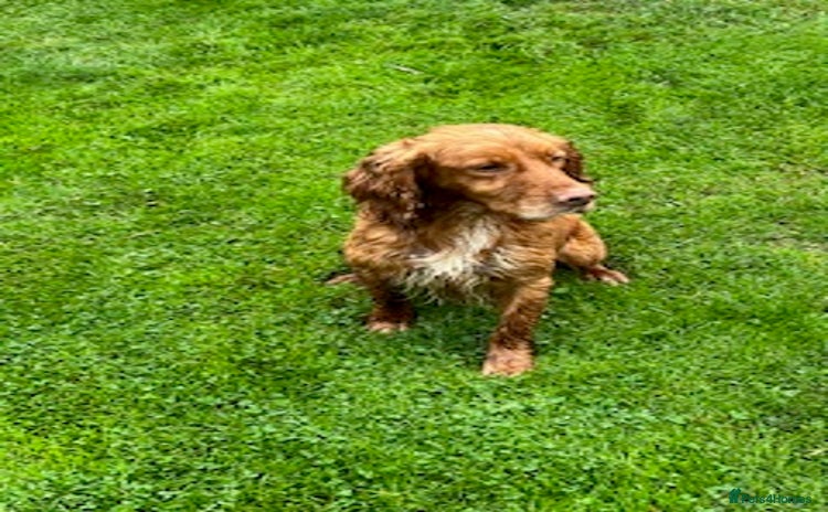 Cocker Spaniel dogs - Advert 6
