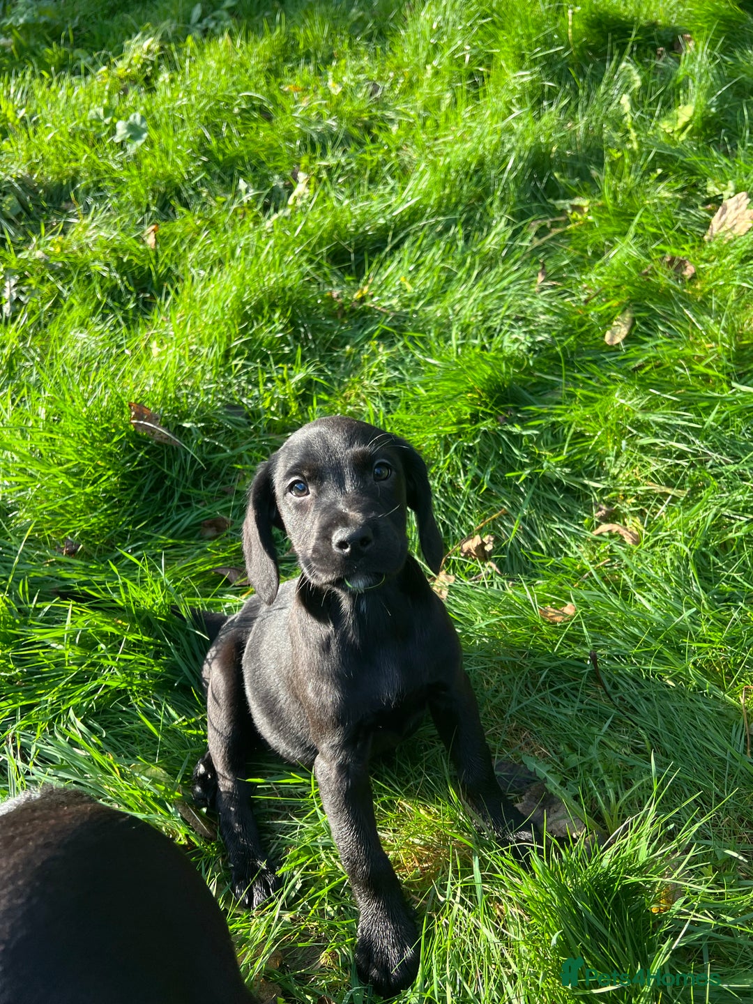 Springador dogs for sale: Beautiful F1 Springador pups for sale! - Advert 5