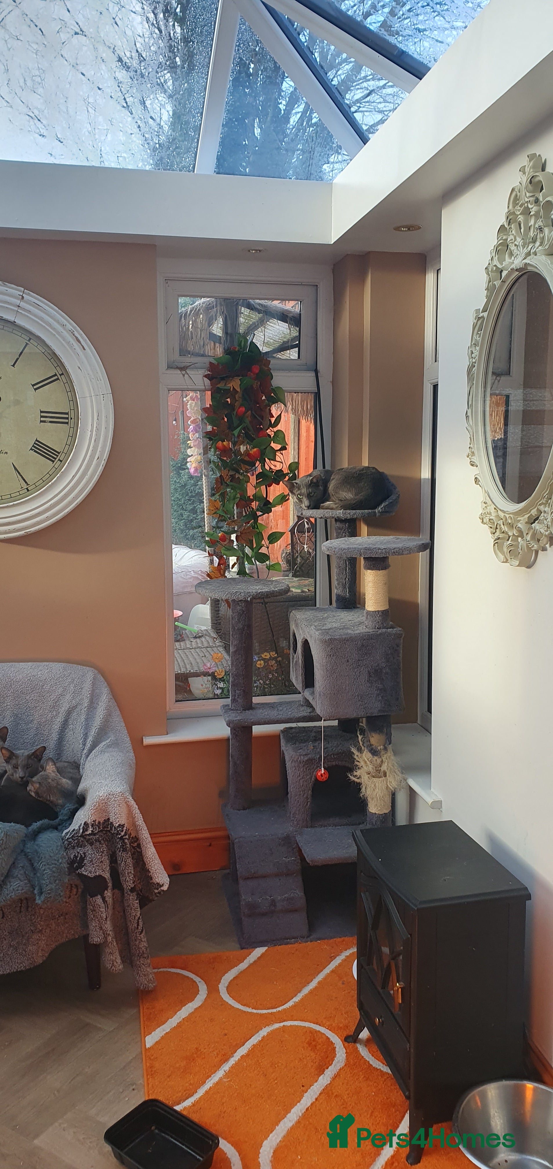 Oriental cats Oriental blue and caramel  - Advert 9