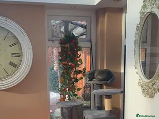 Oriental cats Oriental blue and caramel - Advert 5