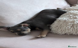 Mixed Breed dogs for sale: Lovely chilli, needs a new home 💔 - Image 8