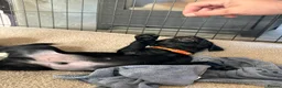 Labrador Retriever dogs for sale: Pedigree Black Labrador Puppy  - Advert 3