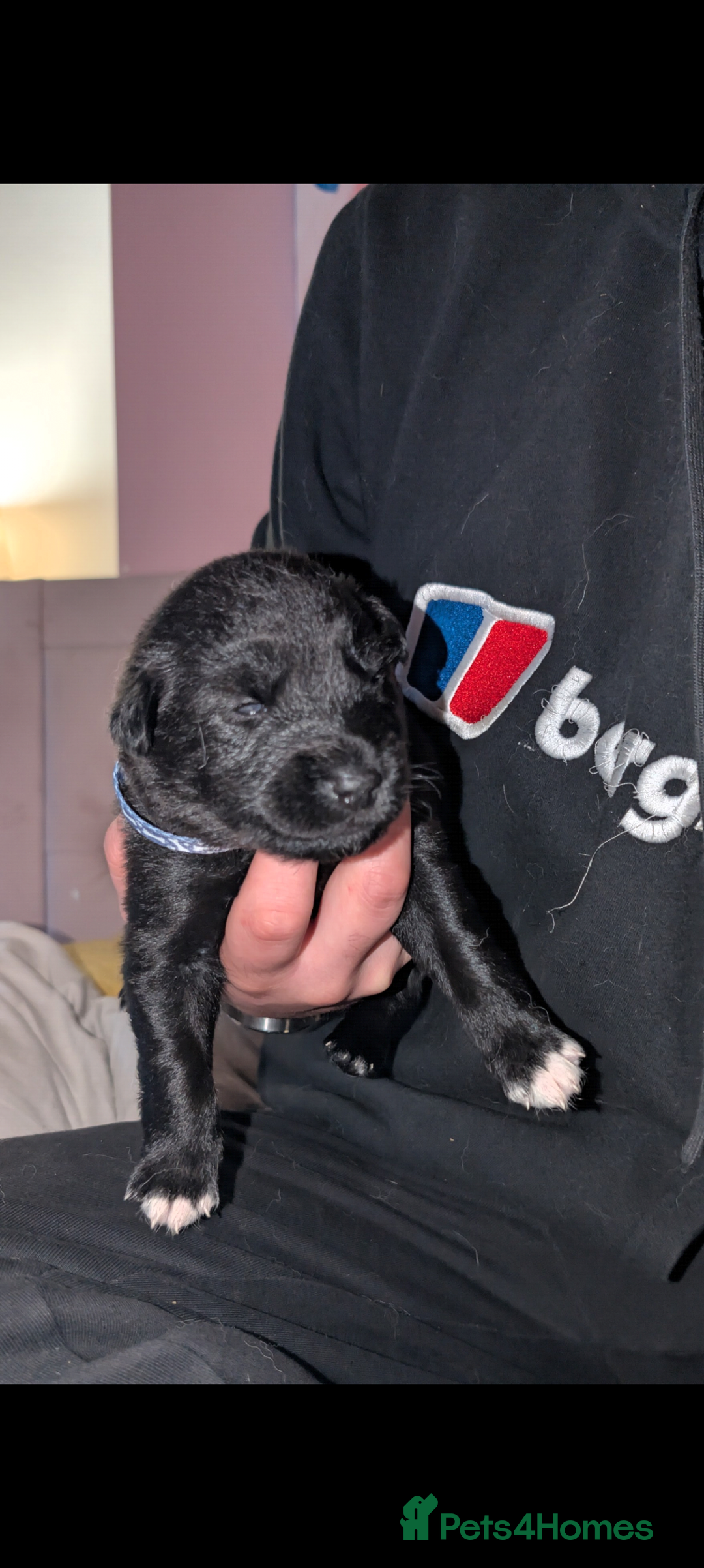 Mixed Breed dogs for sale: Gerhusky kelpie Labrador mix - Advert 14