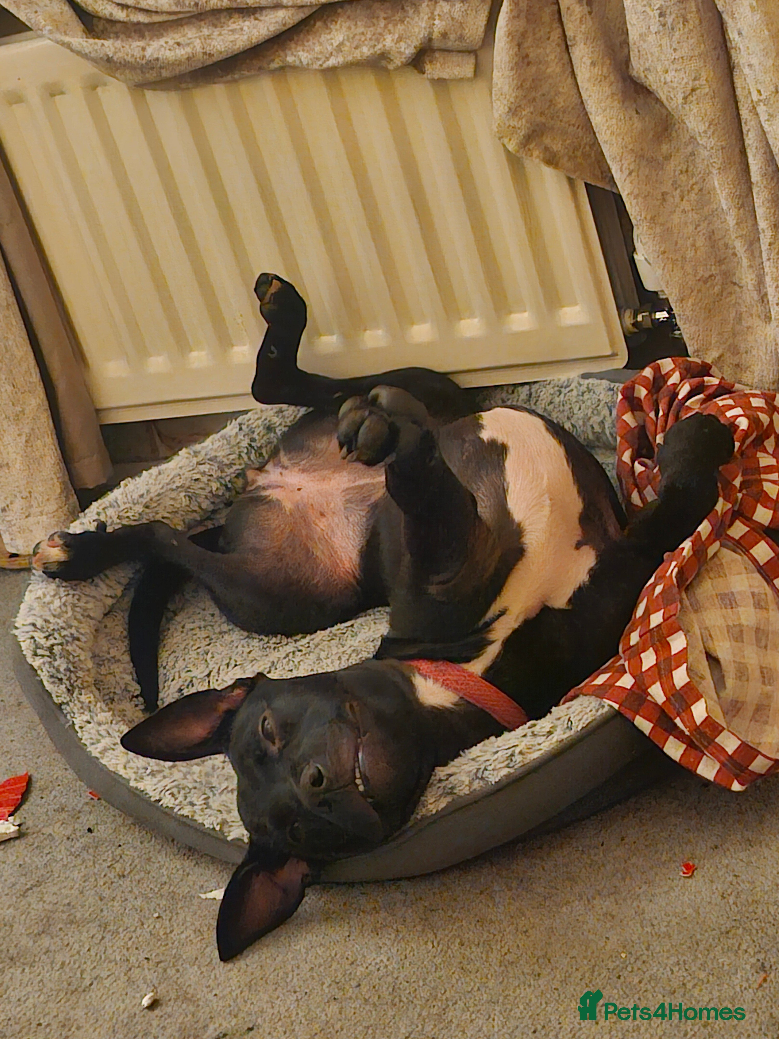 Mixed Breed dogs Belgian malinois  - Advert 1