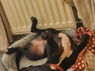 Mixed Breed dogs Belgian malinois - Advert 1