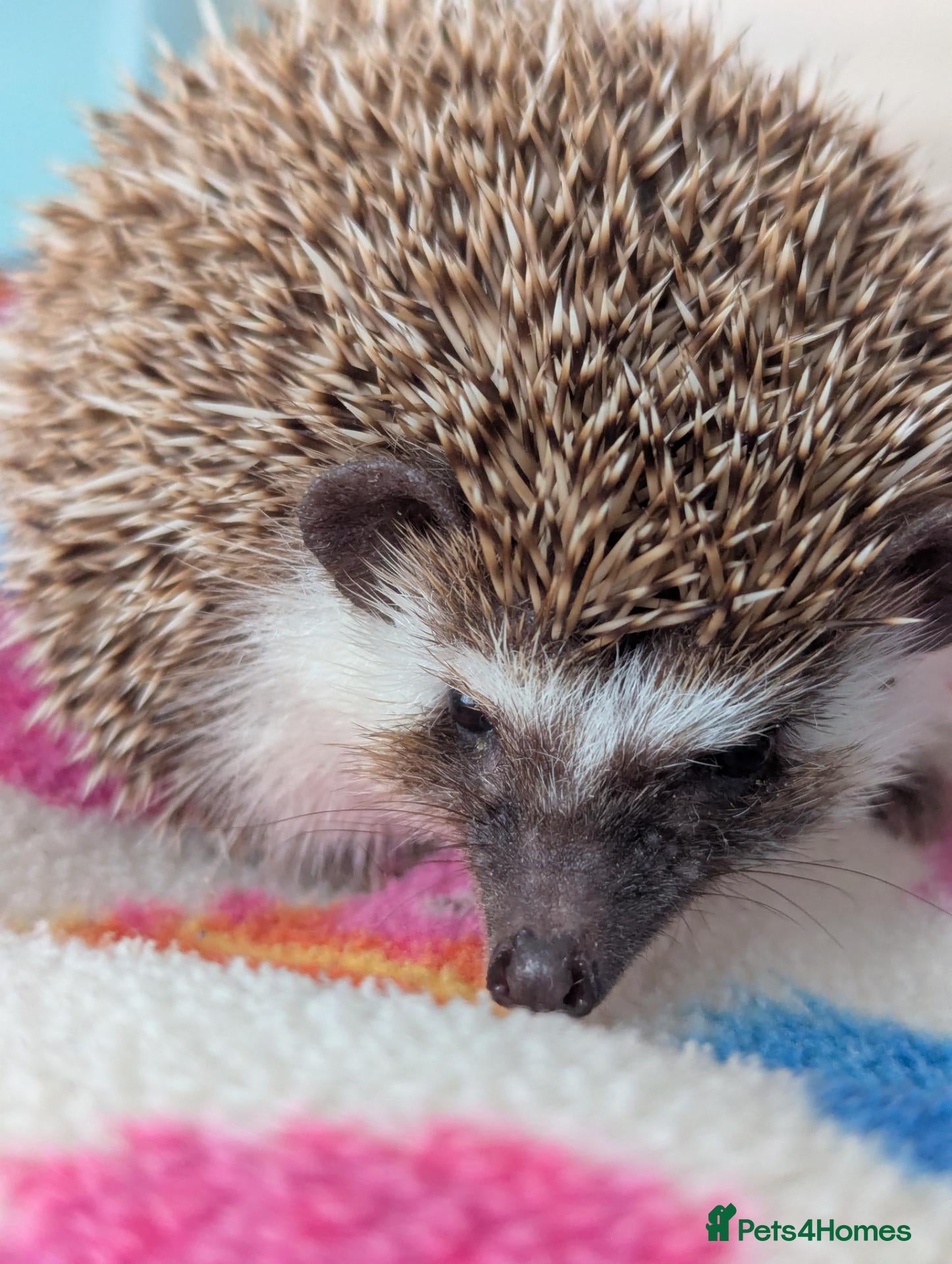 Pygmy Hedgehog rodents Gorgeous Friendly 13 week old Male/Female Hogs - Advert 1