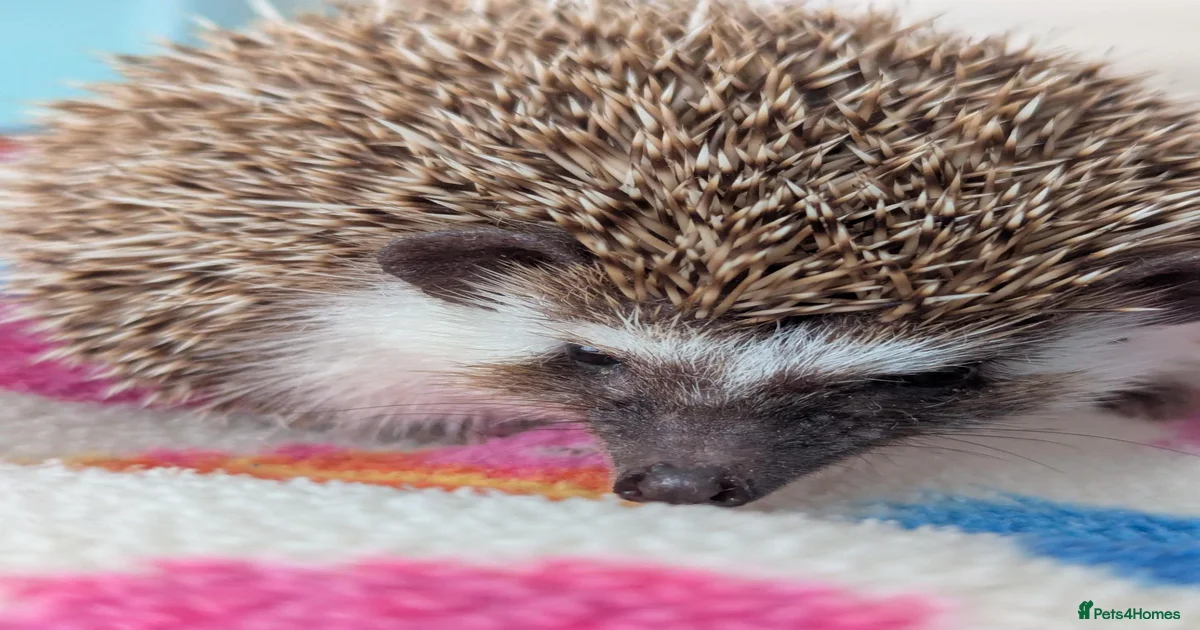 Pygmy Hedgehog Rodents for sale | Pets4Homes