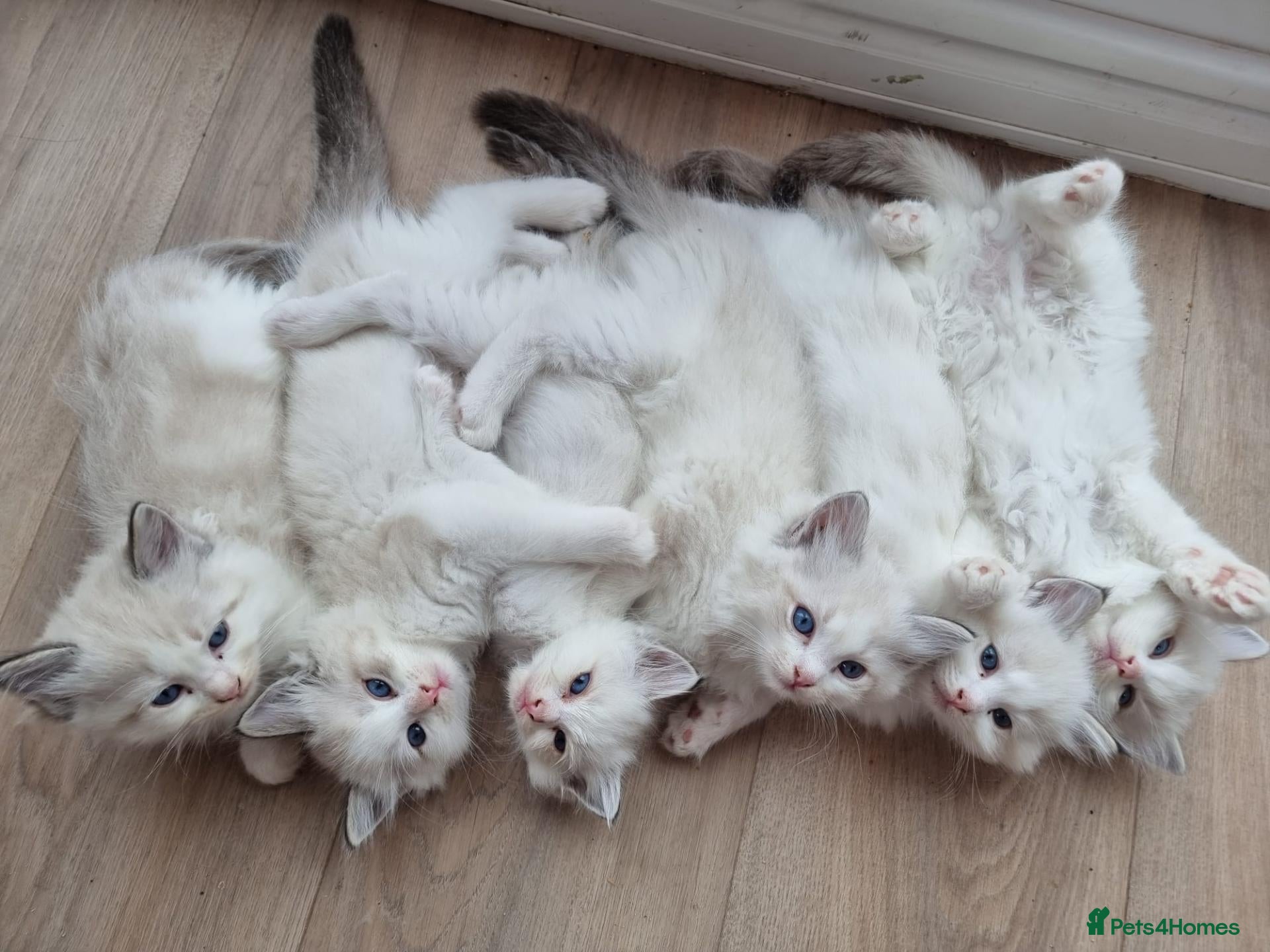 Ragdoll cats Ragdoll kittens - Advert 1