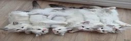 Ragdoll cats for sale: Ragdoll kittens - Advert 1