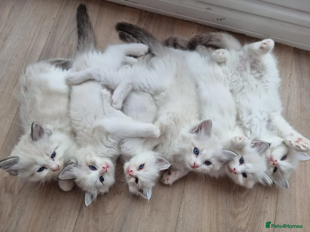 Ragdoll cats for sale: Ragdoll kittens - Advert 1