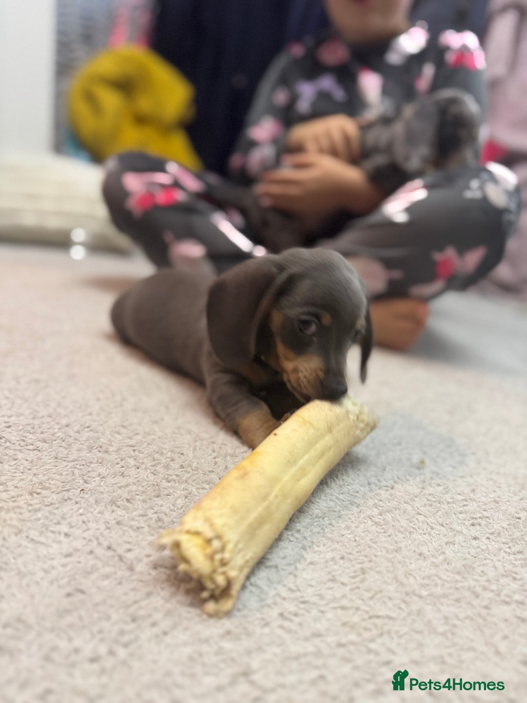 Miniature Dachshund dogs for sale: READY NOW  - Advert 7