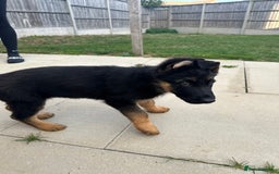 German Shepherd dogs for sale: Full Pedigree German Shepherd- Show Quality  - Image 4