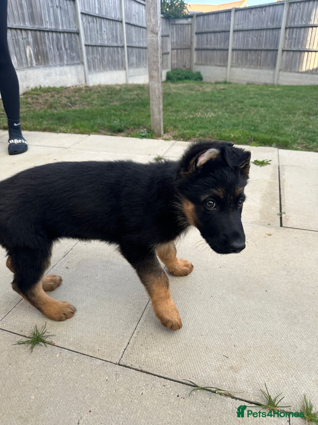 German Shepherd dogs for sale: Full Pedigree German Shepherd- Show Quality  - Image 4