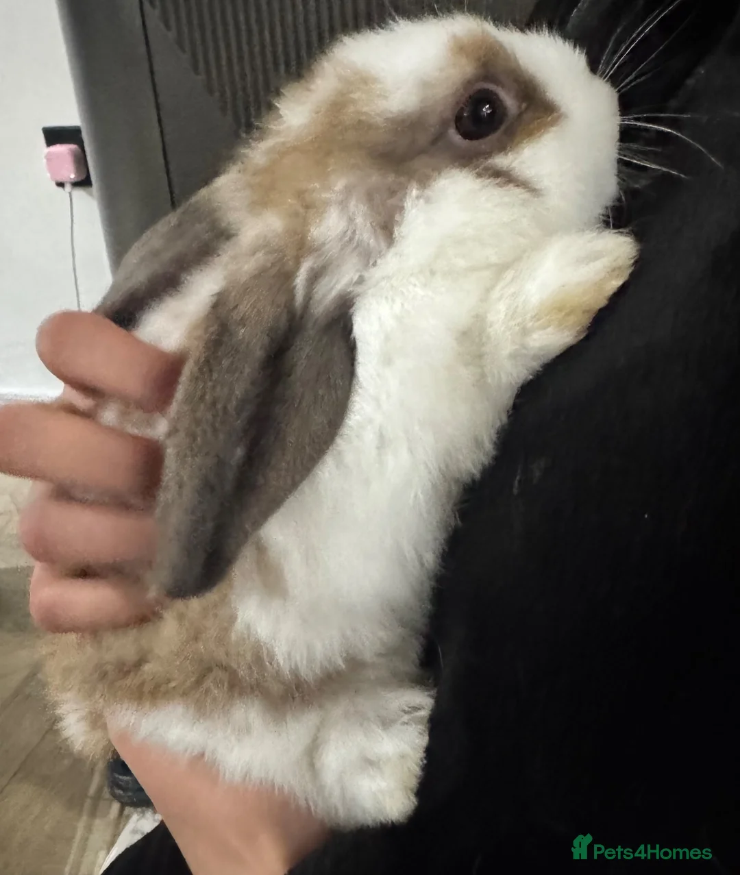 Mixed Breed rabbits for sale: Bunnies for sale in Romford - Advert 15