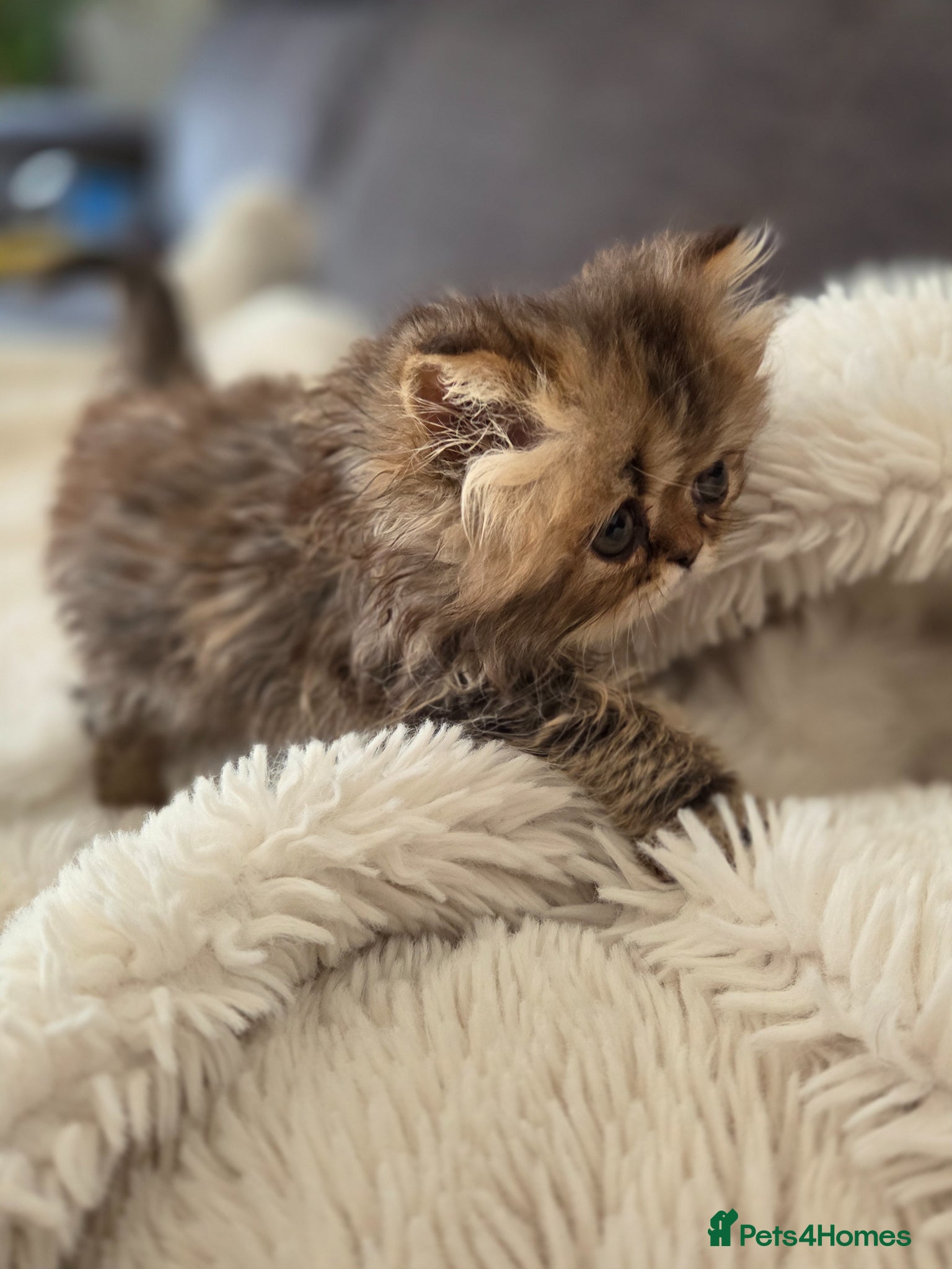 Persian cats for sale: Two Beautiful Persian male kittens  - Advert 7