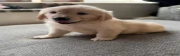 Golden Retriever dogs for sale: Hallie’s beautiful golden retriever pups  - Advert 2