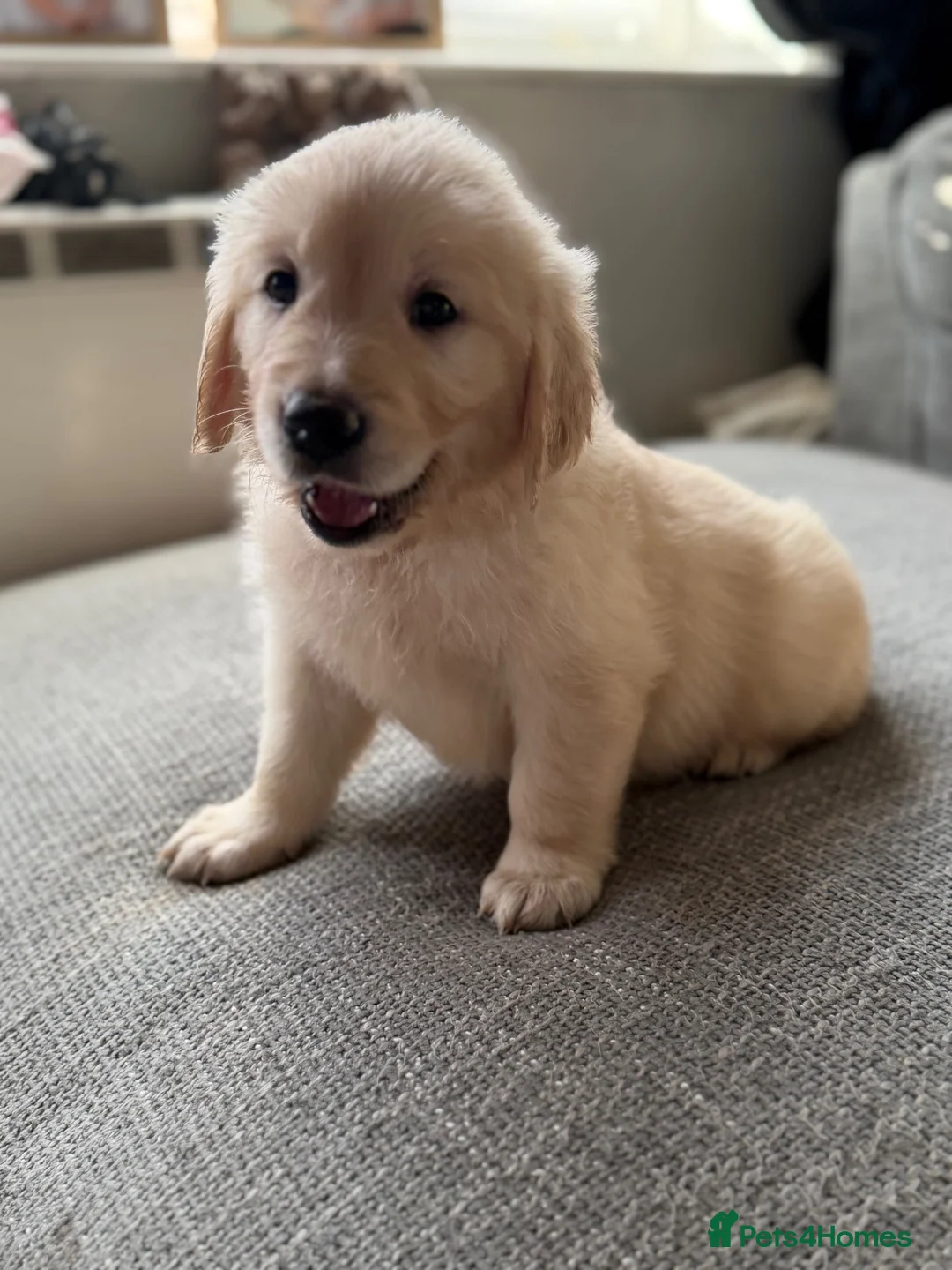 Golden Retriever dogs for sale: Hallie’s beautiful golden retriever pups  - Advert 2