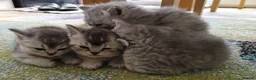 British Longhair cats for sale: Stunning litter of BSH with one BLH - Advert 5