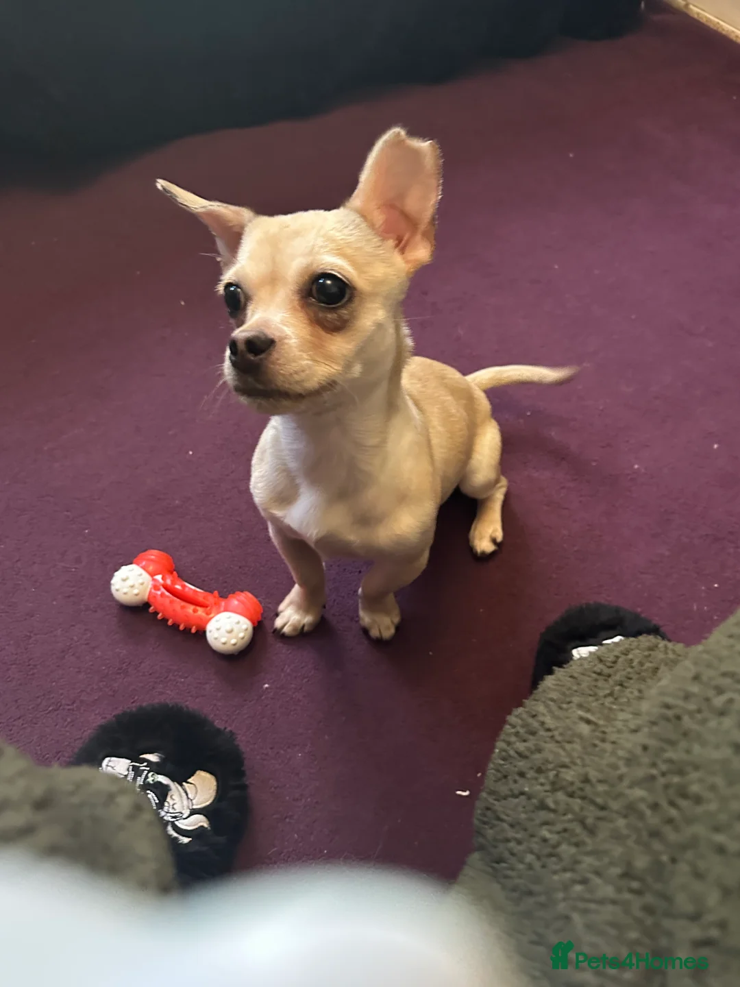 Jack Chi dogs for sale: Jack Russell x Chihuahua  - Advert 6