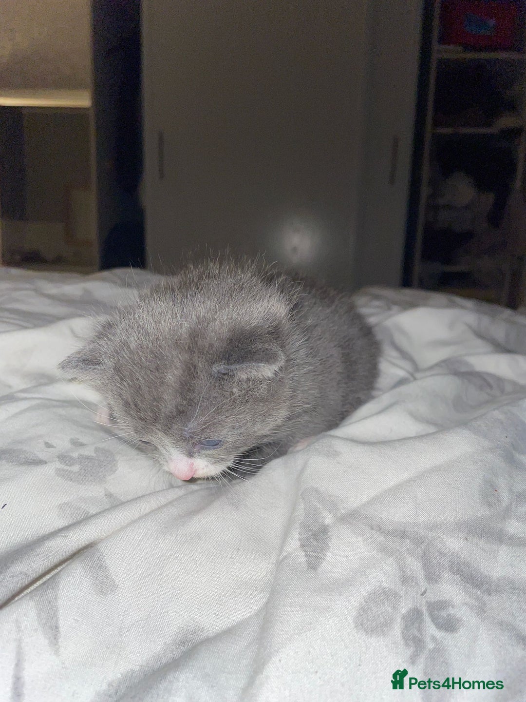 Mixed Breed cats for sale: 2 mix breed cats for sale (rare colours) tuxedo  - Advert 6