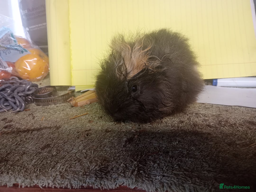Guinea Pig rodents for sale: Swiss Guinea Pig baby boars - Image 2