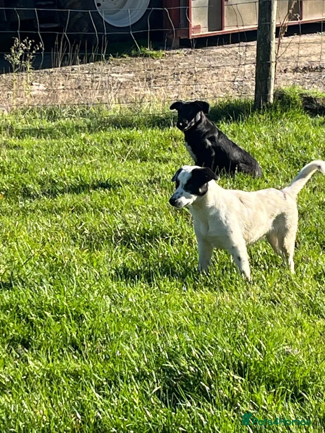 Mixed Breed dogs for sale: Collie x kelpie pups - Advert 7