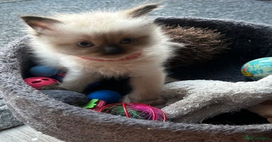 Ragdoll cats - Advert 10
