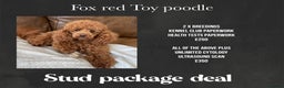 Poodle dogs for stud: Kc health tested fox red toy poodle in Stevenage - Advert 10